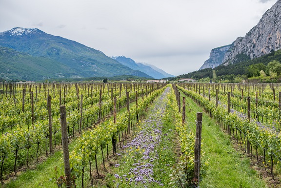 Cantina_Toblino_organic vyd